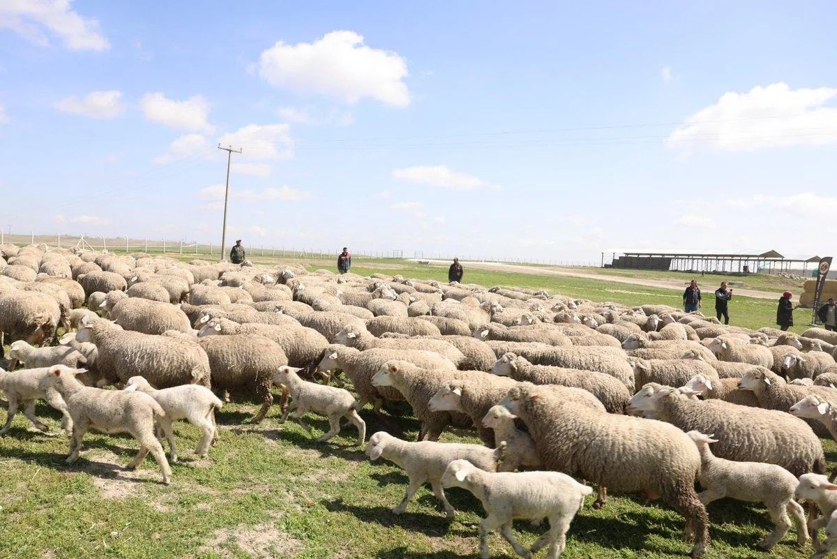 Large flock of sheep at a professional livestock farm